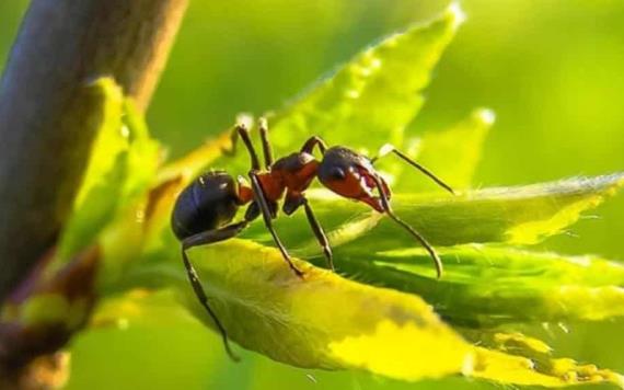 Plantas anti hormigas que además embellecerán tu jardín