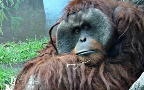 Fallece ´Toto´, el único orangután del Zoológico de CDMX 