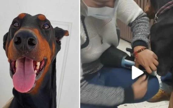 Conoce a Prince el doberman que recibió una prótesis tras perder su pata izquierda