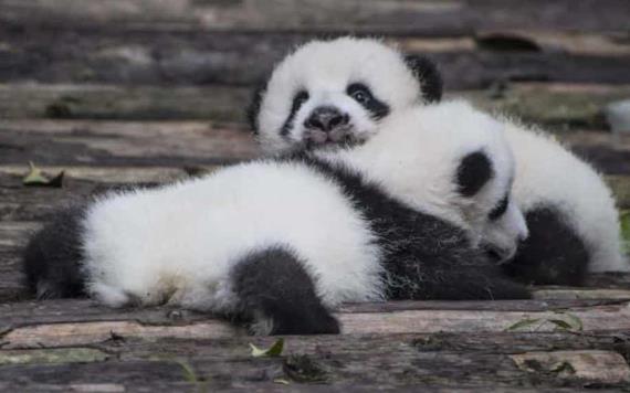 Pandas gemelas son presentadas por primera vez a público en zoo francés