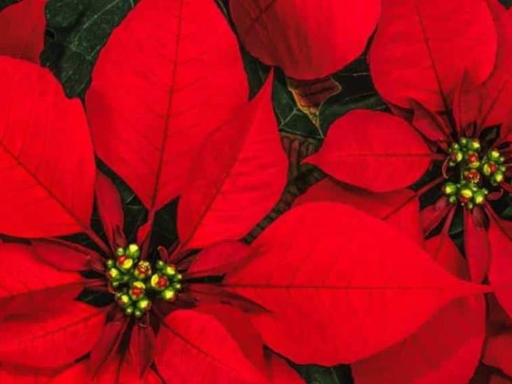 ¿Compraste flor de nochebuena para adornar la cocina? ¿Compraste flor de nochebuena para adornar la cocina?