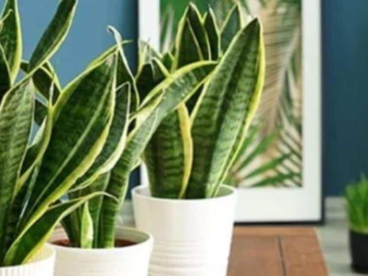 ¿Dónde colocar la sansevieria o lengua de suegra en tu casa para atraer el dinero? ¿Dónde colocar la sansevieria o lengua de suegra en tu casa para atraer el dinero?