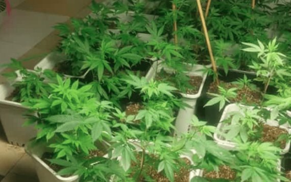 Policía CDMX halla casa donde cultivaban marihuana