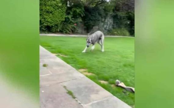 Cachorro de lobo irlandés causa impacto en redes sociales por pesar 65 kilos