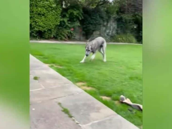 Cachorro de lobo irlandés causa impacto en redes sociales por pesar 65 kilos Cachorro de lobo irlandés causa impacto en redes sociales por pesar 65 kilos