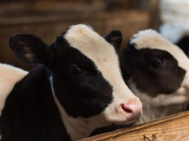 Joven decide regalarle una vaca a su pareja por navidad y se vuelve viral por su reacción Joven decide regalarle una vaca a su pareja por navidad y se vuelve viral por su reacción