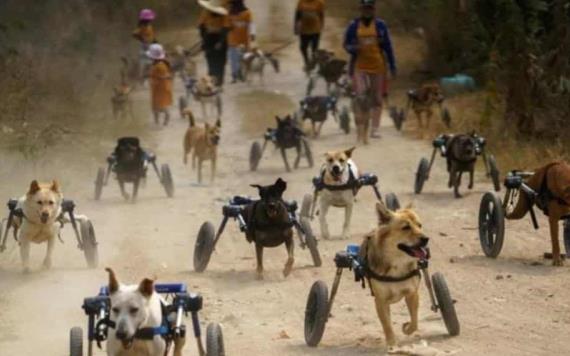 Historia viral; perros discapacitados en Tailandia reciben sillas de ruedas y vuelven a correr