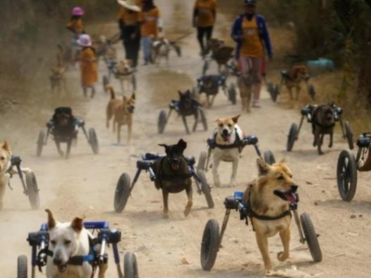 Historia viral; perros discapacitados en Tailandia reciben sillas de ruedas y vuelven a correr Historia viral; perros discapacitados en Tailandia reciben sillas de ruedas y vuelven a correr