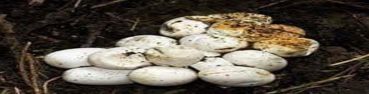 Hombre abre huevo de serpiente con la boca Hombre abre huevo de serpiente con la boca
