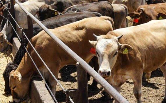México continuará desarrollando ganado bovino desde nacimiento hasta punto de venta