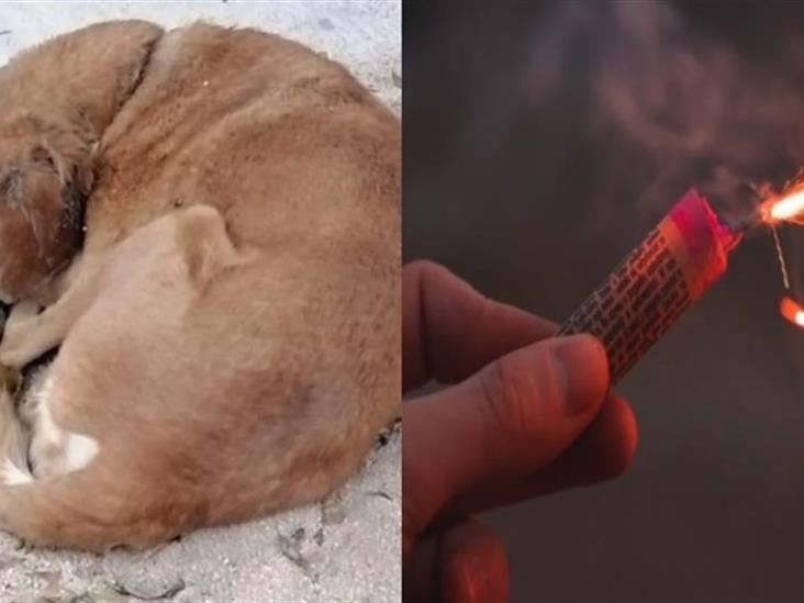 Abandonan a Vicente, perrito herido con pirotecnia Abandonan a Vicente, perrito herido con pirotecnia