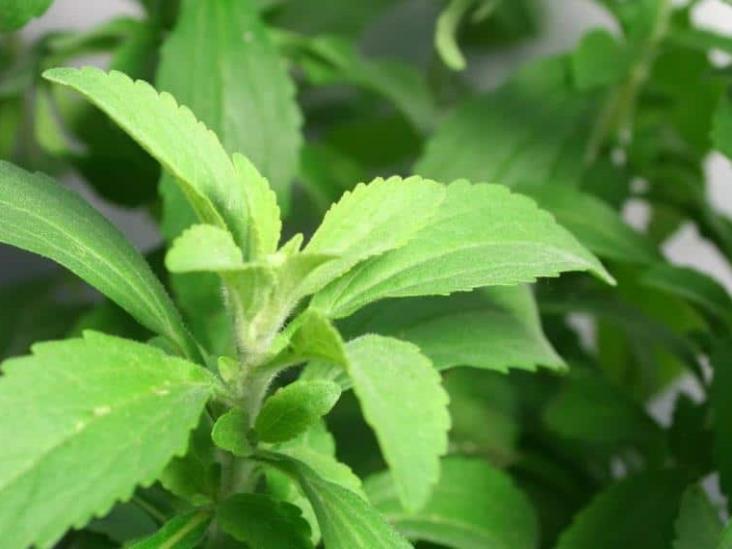 5 plantas medicinales que te ayudarán a bajar tus niveles de azúcar de manera natural 5 plantas medicinales que te ayudarán a bajar tus niveles de azúcar de manera natural