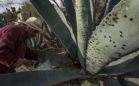 Plaga de moscas azota comunidades en desierto potosino