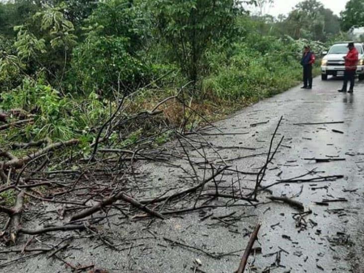 Lluvias derriban árboles y revientan cables de alta tensión en Jalapa Lluvias derriban árboles y revientan cables de alta tensión en Jalapa
