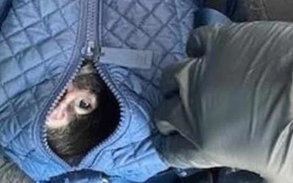 Decomisan monos araña en Tamaulipas; iban dentro de un bolso