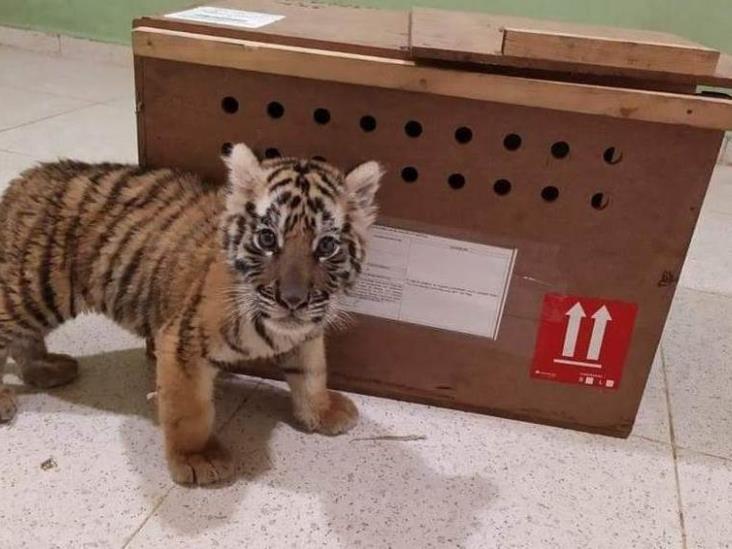 Rescatan a pequeño tigre en aeropuerto Rescatan a pequeño tigre en aeropuerto