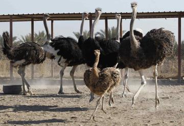 Avestruces escapan de granja y desfilan por calles de China