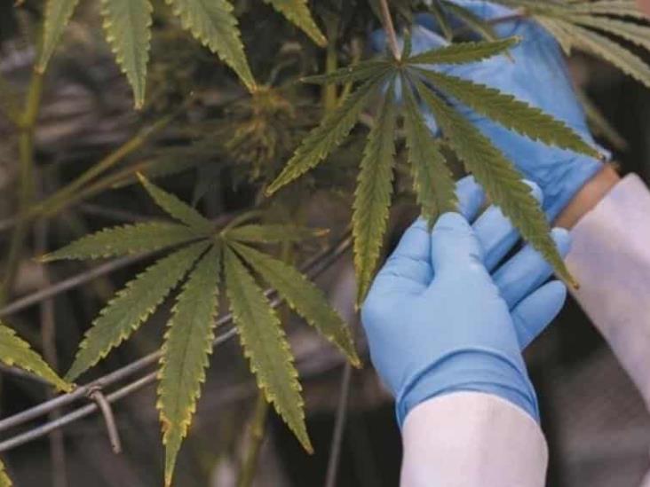 ¿Cannabis contra el Covid-19? estudio revela dos componentes presentes en el estupefaciente ¿Cannabis contra el Covid-19? estudio revela dos componentes presentes en el estupefaciente