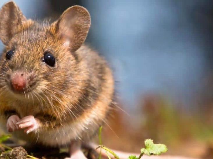 Detectan caso de hantavirus en roedor de Chula Vista Detectan caso de hantavirus en roedor de Chula Vista