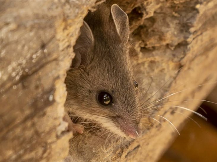 Detectan un caso de hantavirus en California Detectan un caso de hantavirus en California