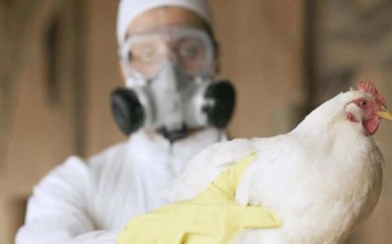 España registra nuevo brote de gripe aviar altamente contagiosa