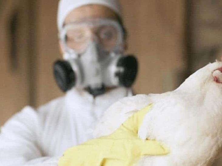 España registra nuevo brote de gripe aviar altamente contagiosa España registra nuevo brote de gripe aviar altamente contagiosa