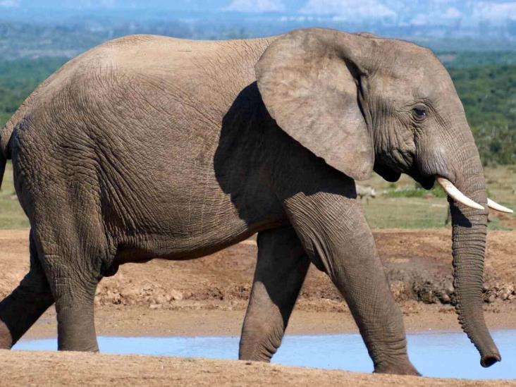 Elefante enfurece y vuelca un auto con dos niños dentro Elefante enfurece y vuelca un auto con dos niños dentro