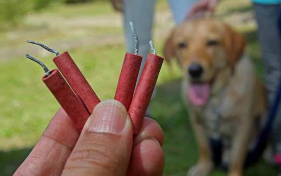Proponen hasta 6 años de cárcel a quien mate animales con métodos explosivos
