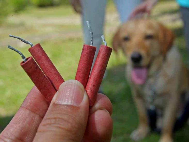 Proponen hasta 6 años de cárcel a quien mate animales con métodos explosivos Proponen hasta 6 años de cárcel a quien mate animales con métodos explosivos