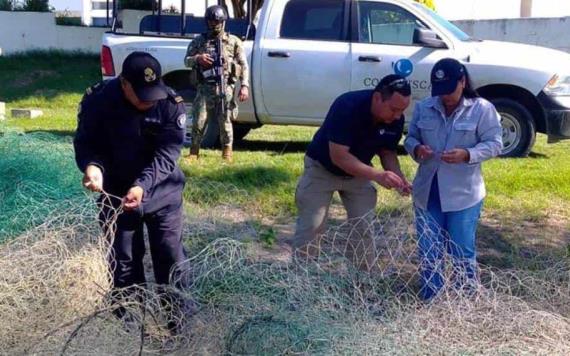 Conapesca contribuye a cuidar a la conservación del manatí.