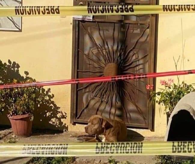 Perro de Lourdes Maldonado continúa a la espera de su llegada Perro de Lourdes Maldonado continúa a la espera de su llegada