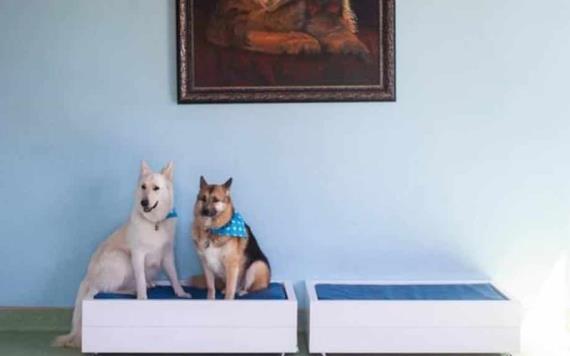 Hotel para perros seis estrellas en Sudáfrica desata polémica