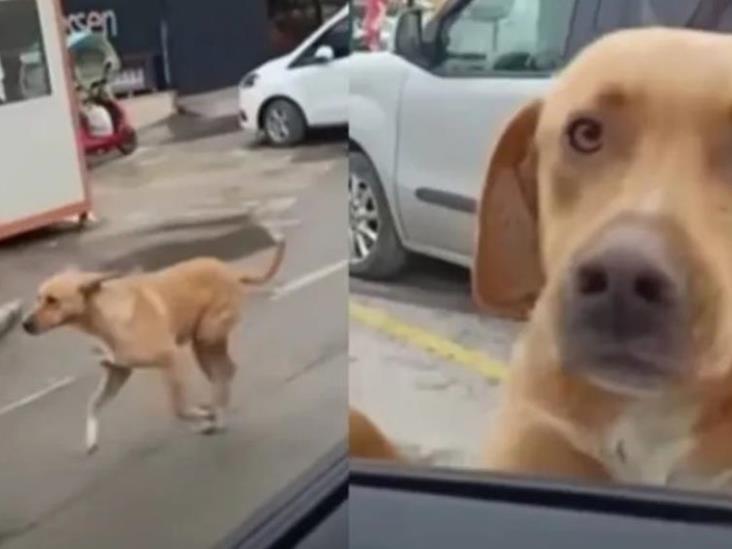 Perrito persigue a una patrulla en busca de comida Perrito persigue a una patrulla en busca de comida