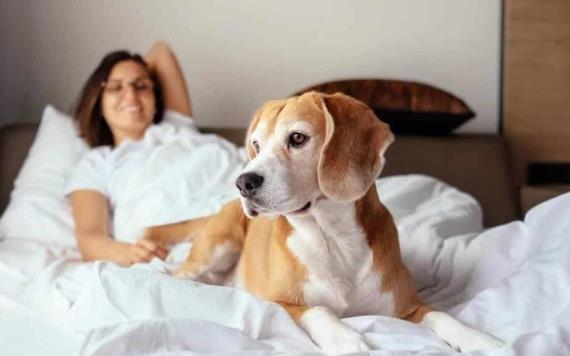 Expertos explican los riesgos de compartir cama y dormir con mascotas