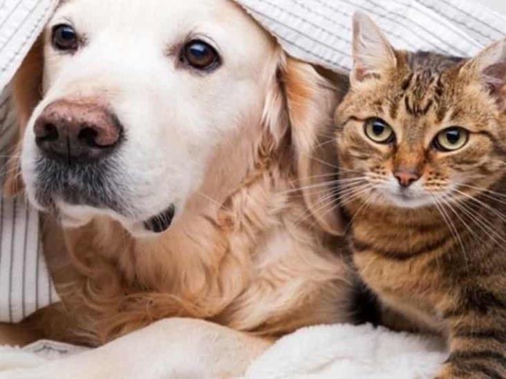 ¿Entendemos a los animales? ¿Entendemos a los animales?