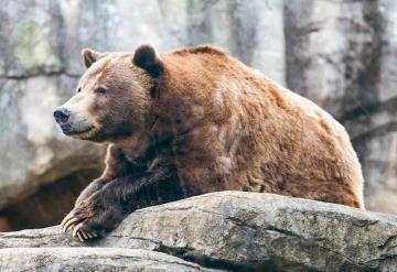 Mujer lanzó a su hija a la jaula de un oso en zoológico de Uzbekistán