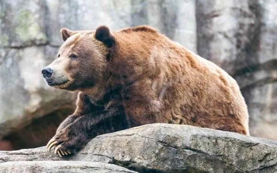 Mujer lanzó a su hija a la jaula de un oso en zoológico de Uzbekistán