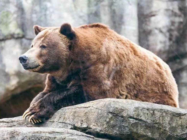 Mujer lanzó a su hija a la jaula de un oso en zoológico de Uzbekistán Mujer lanzó a su hija a la jaula de un oso en zoológico de Uzbekistán