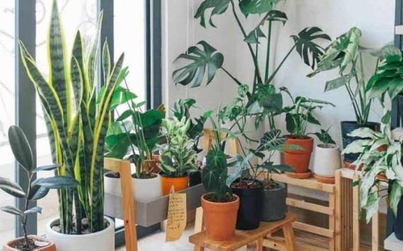 Dale vida a tu escritorio con estas hermosas plantas para la oficina