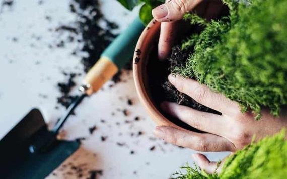 Herramientas que debes tener para cuidar bien de tus plantas