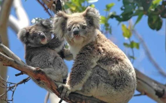 Australia declara al Koala en peligro de extinción
