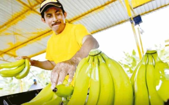 Crearán laboratorio para clonar banano resistente a plagas