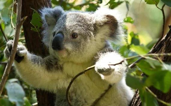 Declaran a Koalas en peligro de extinción