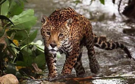 Agrupación defensora del Jaguar clama por su conservación en Campeche