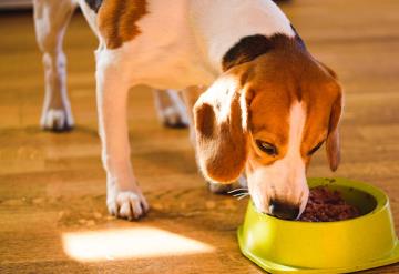 Alimentos que están intoxicando a tu perro sin darte cuenta