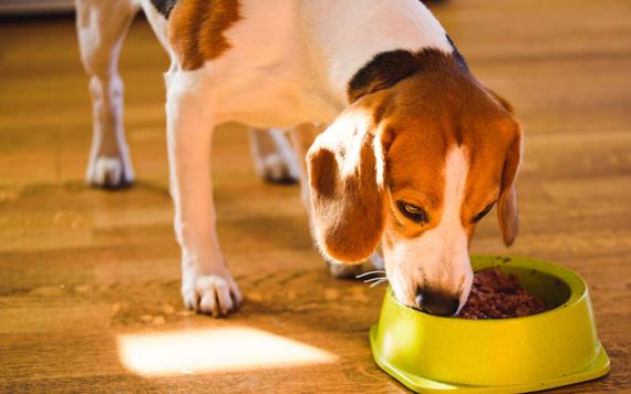 Alimentos que están intoxicando a tu perro sin darte cuenta
