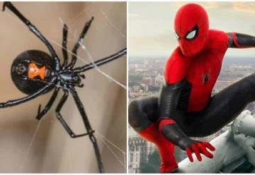 Niños se dejan picar por una viuda negra para convertirse en Spider-man