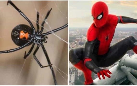 Niños se dejan picar por una viuda negra para convertirse en Spider-man