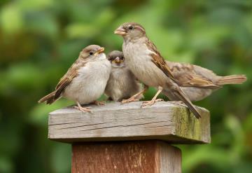 ¿Te has fijado en que los pájaros están dejando de cantar? 