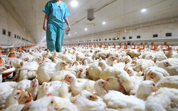 Detectan en Estados Unidos casos de gripe aviar ´altamente patógena´